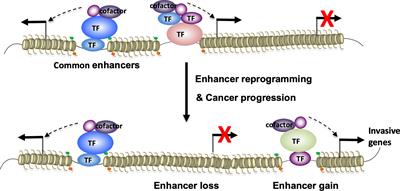 Dynamic Interactions of Transcription Factors and Enhancer Reprogramming in Cancer Progression